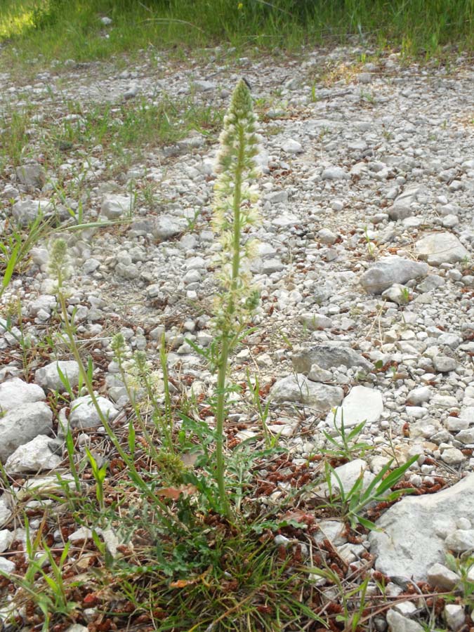 Confronto tra due Reseda: R. lutea e R. alba
